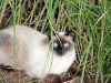 blog_cattwo.jpg