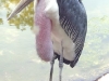 blog_stork.jpg
